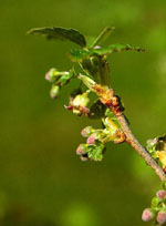 MSA RIBES NIGRUM 50 ML - Luckyfarma.it