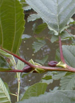 MSA ALNUS GLUTINOSA 50 ML - Luckyfarma.it