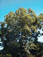MSA FRAXINUS EXCELSIOR 50 ML - Luckyfarma.it