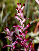 TSA FUMARIA OFFICINALIS 50 ML - Luckyfarma.it