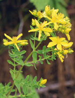 TSA HIPERICUM PERFORATUM 50 ML - Luckyfarma.it