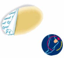 COMPEED VESCICHE CEROTTI FORMATO MEDIO 5 PEZZI - Luckyfarma.it