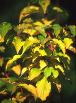 MSA CORNUS SANGUINEA 50 ML - Luckyfarma.it