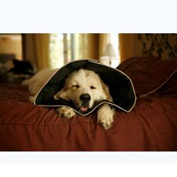 COMFY CONE COLLARE ELISABETTIANO INNOVATIVO XL DIAMETRO 30 CM - Luckyfarma.it